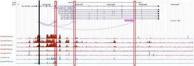 A non-coding variant in SLC15A4 modulates enhancer activity and lysosomal deacidification linked to lupus susceptibility